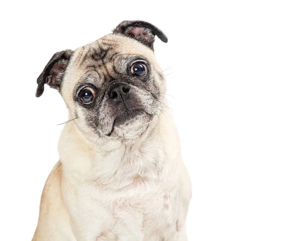 Close Schattig Pug Purebred Hond Met Zoete Uitdrukking Kijken Vooruit — Stockfoto