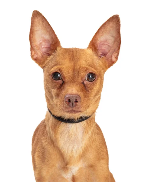 Primo Piano Simpatico Cane Incrocio Chihuahua Marrone Che Guarda Avanti — Foto Stock