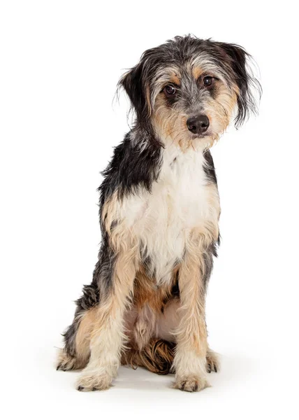 Cute Tricolor Niechlujny Długi Druciane Włosy Pies Siedzi Białym Tle — Zdjęcie stockowe