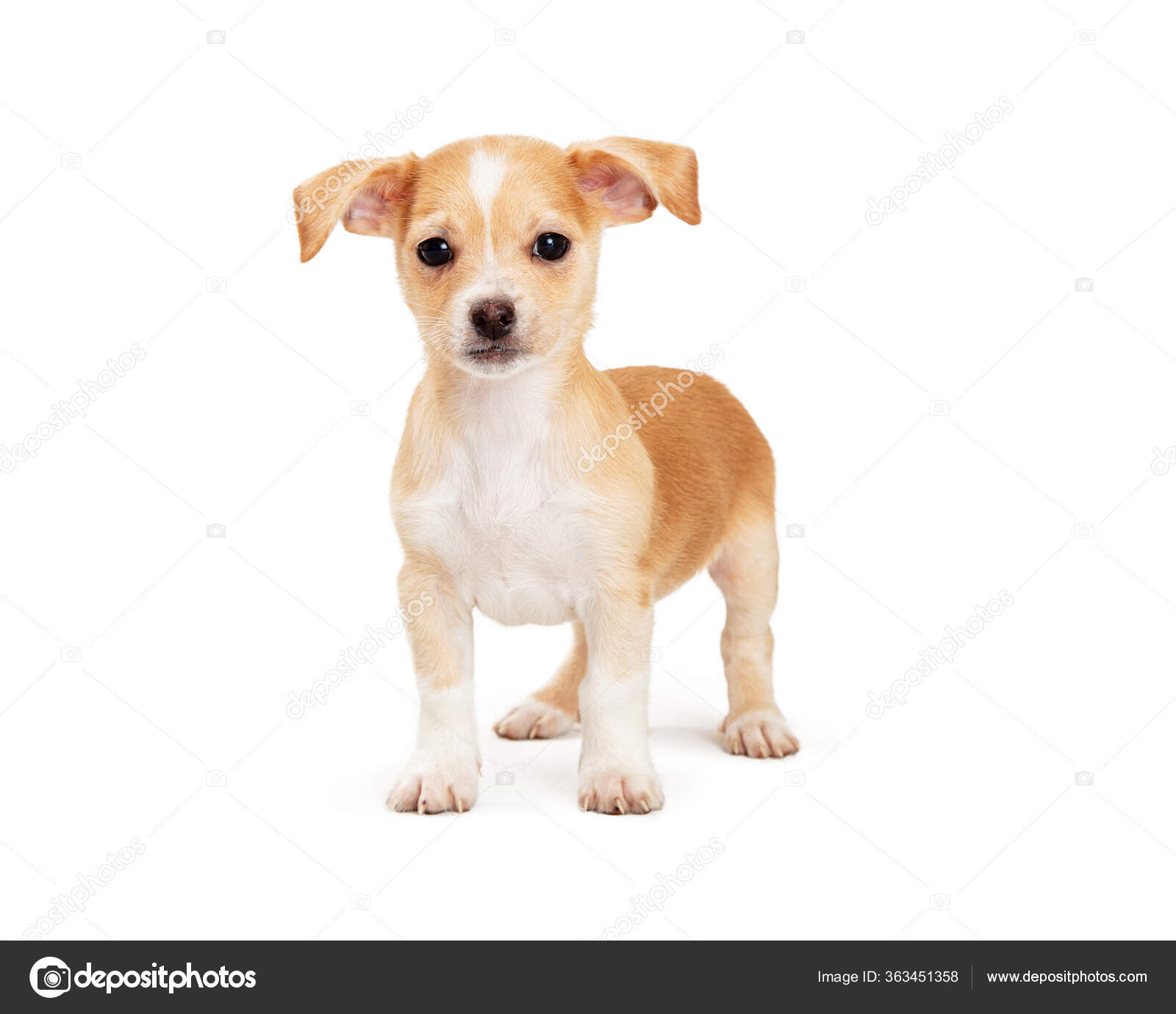 Floppy Ears Dog With Long Ears And Short Legs Small Dog Breed With
