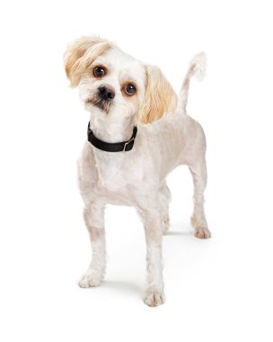 Küçük beyaz köpek kuyruğunu sallıyor ve dikkatlice dinlerken beyaz bir arka planda tek başına duruyor..