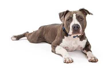 Güzel gri ve beyaz Pitbull Terrier köpeği beyaz arka planda yatıyor.