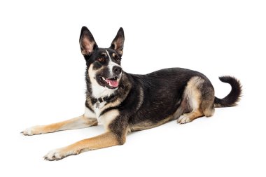 Büyük melez çoban köpeği, beyaz stüdyo arka planına karşı sakince dinleyerek ve dikkatle izleyerek kareye yatay olarak uzanır.