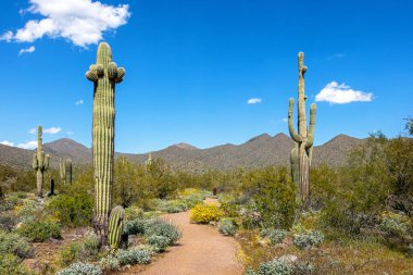 İlkbaharda Scottsdale, Arizona çölündeki McDowell Dağı Bölge Parkı 'nda yürüyüş yaparken.