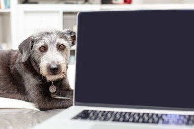 Evde, kanepede çalışan birinin kucağında dizüstü bilgisayarın arkasına uzanmış köpek görüntüsü.