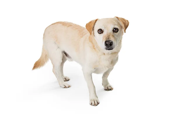 Verlegen Kleine Witte Hond Met Floppy Bruine Oren Kijkt Angstig — Stockfoto