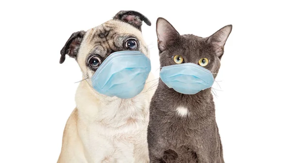 Χαριτωμένο Pug Καθαρόαιμο Σκυλί Και Γκρι Γάτα Φορώντας Προστατευτικές Χειρουργικές — Φωτογραφία Αρχείου