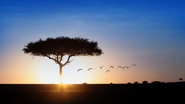 Sylwetka Pojedynczego Drzewa Akacjowego Afryce Zachodzie Słońca Ptakami Latającymi Pomarańczowym — Zdjęcie stockowe