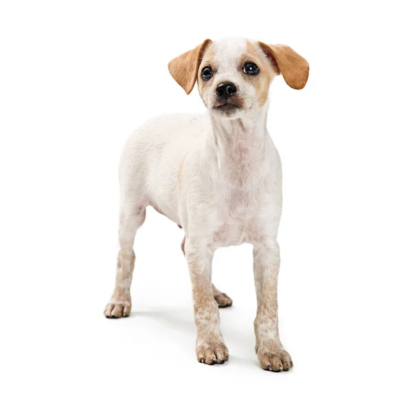 Pequeño Perro Blanco Con Manchas Marrones Curioso Mientras Inclina Cabeza —  Fotos de Stock