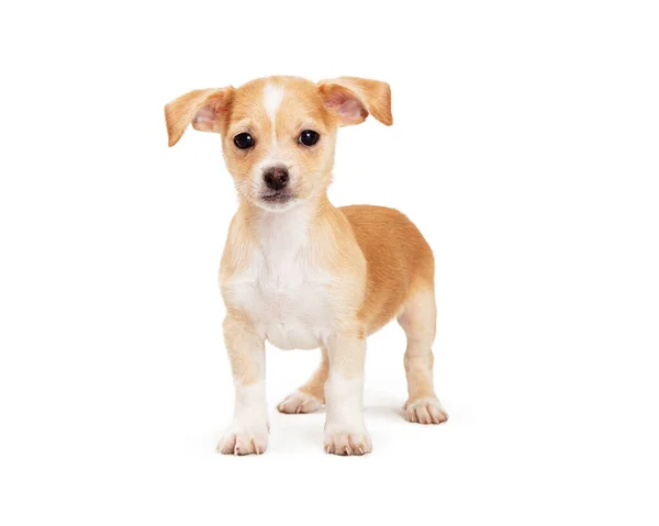 Small White Brown Puppy Short Legs Floppy Ears Looks Camera — Stock Photo, Image