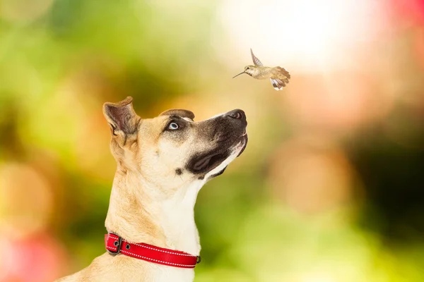 Närbild Söt Hund Tittar Svävande Kolibri Med Färgglada Suddig Bokeh — Stockfoto