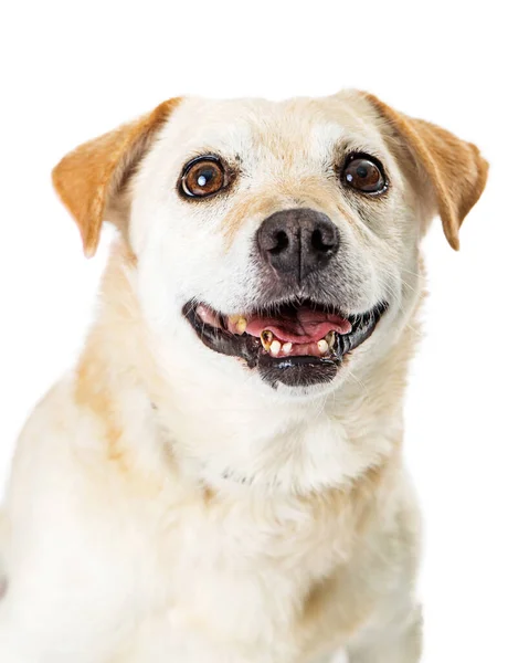 彼は根気よく広い目と舌で待っているとして白い背景に犬を待っているカメラで笑顔に見えるアウト — ストック写真