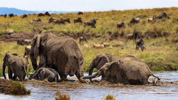 Family Herd African Elephants Walking Out Pond Together — Stock Photo, Image