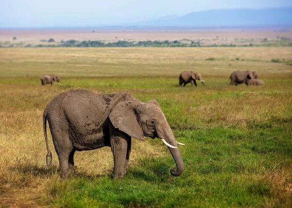 Ελέφαντες Βόσκουν Σαβάνα Κατά Διάρκεια Αφρικανικού Σαφάρι Στην Κένυα — Φωτογραφία Αρχείου