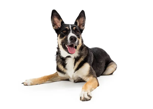 Large Mixed Breed Shepherd Dog Lays Studio Calmly Listening Attentive — Stock Photo, Image