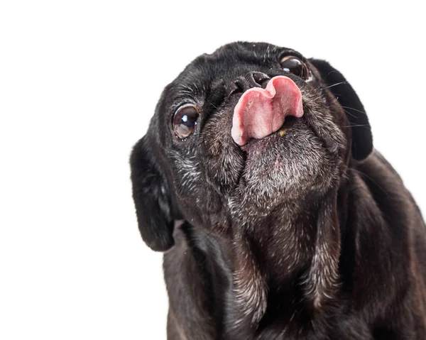 Closeup Haios Rasă Neagră Pug Câine Lipirea Limbii Afară Pentru — Fotografie, imagine de stoc