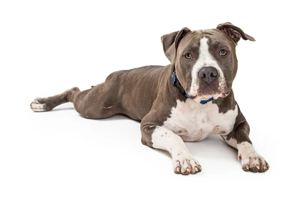 Vacker Grå Och Vit Pit Bull Terrier Hund Liggande Vit — Stockfoto