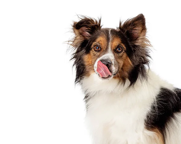 Hongerige Shetland Sheepdog Met Tong Uit Likken Lippen Kijken Naar — Stockfoto