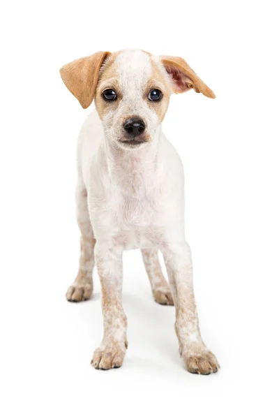 Pequeno Cachorro Raça Mista Branco Com Orelhas Castanhas Disquetes Olha — Fotografia de Stock