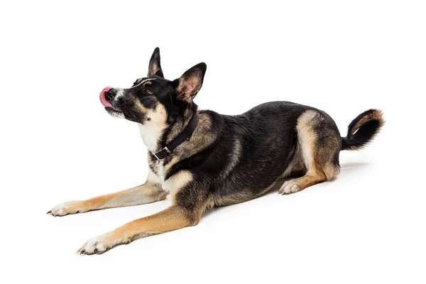 Großer Dreifarbiger Schäferhund Mit Ausgestreckter Zunge Die Nase Waagerecht Sitzend — Stockfoto