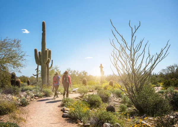 アリゾナ州スコッツデールの砂漠を歩く2人の正体不明の女性ハイカー日の出 — ストック写真