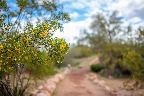 Fiori Campo Gialli Primaverili Lungo Sentiero Escursionistico Phoenix Arizona — Foto Stock