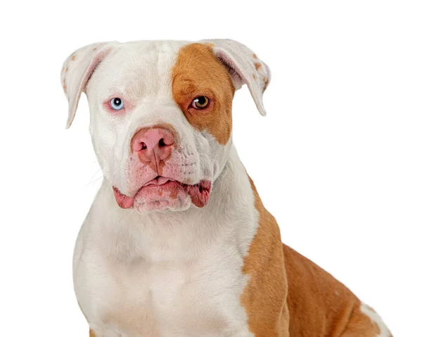 Biały Brązowy Pitbull Pies Niebieskim Okiem Brązowym Okiem Patrzy Prosto — Zdjęcie stockowe