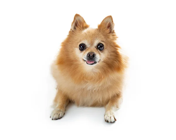 Pomeranian Cão Calmamente Olha Diretamente Para Câmera Com Grandes Olhos — Fotografia de Stock