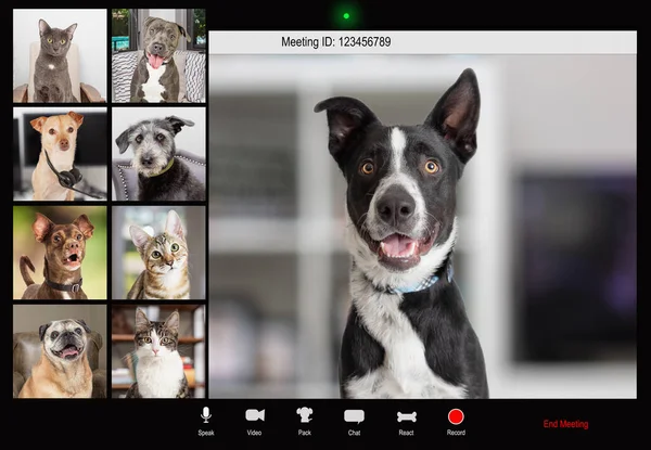 与宠物狗同事在网上进行视频聊天 有趣的狗举行电话会议 — 图库照片