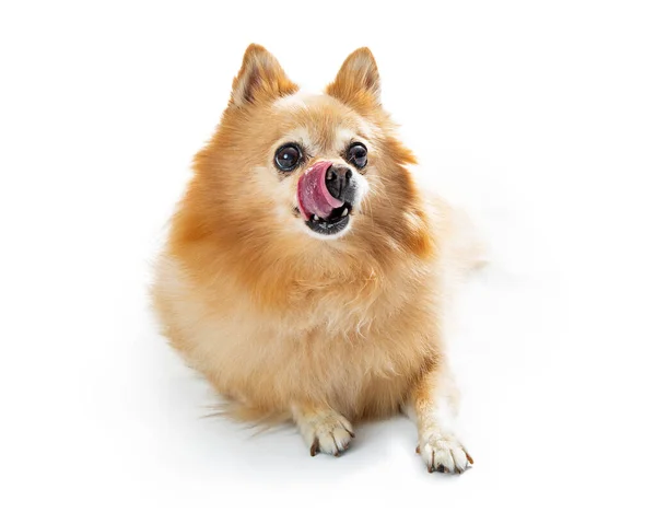 Chien Poméranien Regarde Calmement Dessus Caméra Avec Grands Yeux Lécher — Photo