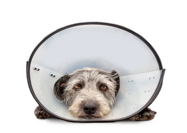 Cão Ferido Triste Vestindo Cone Veterinário Protetor Redor Pescoço Para — Fotografia de Stock