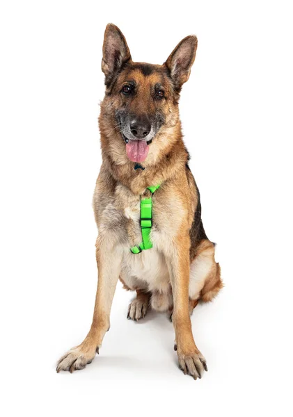 Duitse Herder Hond Rustig Zit Studio Aandachtig Luisteren Geïsoleerd Tegen — Stockfoto