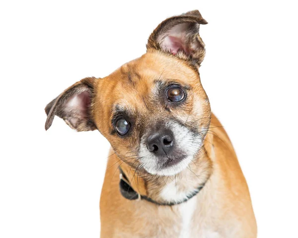 Pequeño Perro Ciego Con Cataratas Ojos Nublados Inclina Cabeza Escucha — Foto de Stock