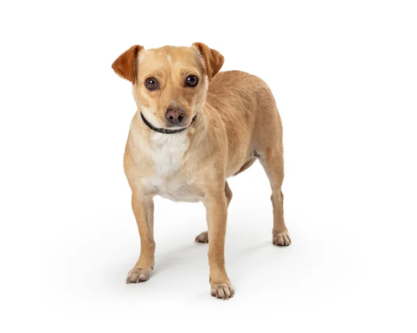 Calma Mista Raça Cão Olha Atentamente Para Câmera Branca Com — Fotografia de Stock