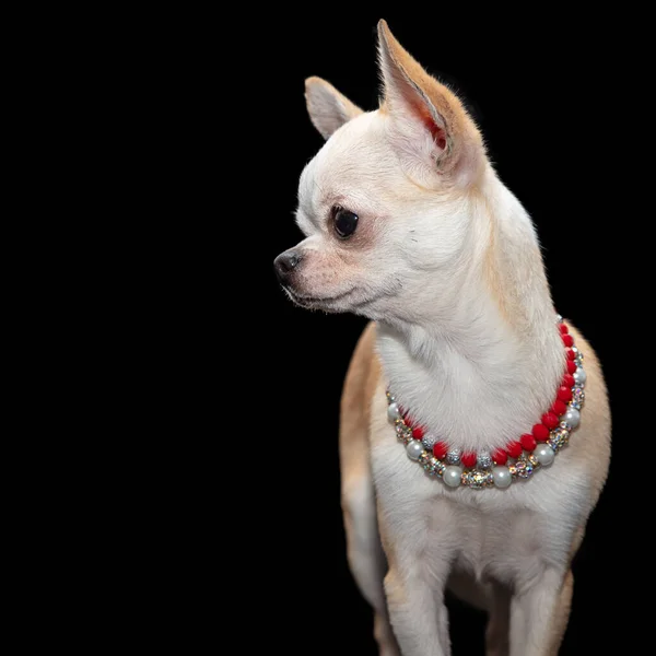 Kleine Witte Hond Kijkt Links Draagt Rode Kralen Witte Parelsnoer — Stockfoto