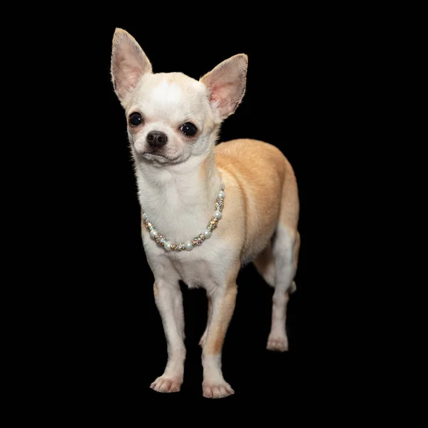 Pequeno Cão Branco Calmamente Fica Olha Frente Enquanto Vestindo Colar — Fotografia de Stock