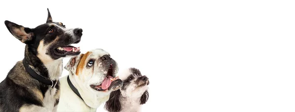 Closeup Three Dogs Happy Excited Expressions Looking Blank Room Text — Stock Photo, Image