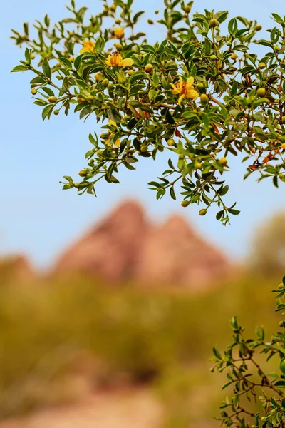 Selektywne Skupienie Się Wiosennym Krzewie Dzikich Kwiatów Miejscem Tekst Arizonie — Zdjęcie stockowe