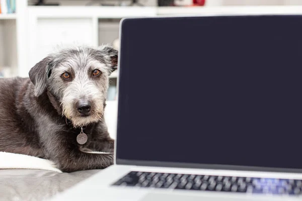 ソファの上の自宅から働いている誰かの膝の上にノートパソコンのコンピュータ画面の後ろに横たわっている犬のビュー — ストック写真