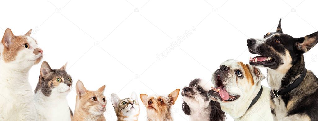 Row of domestic cats and dogs along edge of a horizontal white web banner looking up into blank white room for text