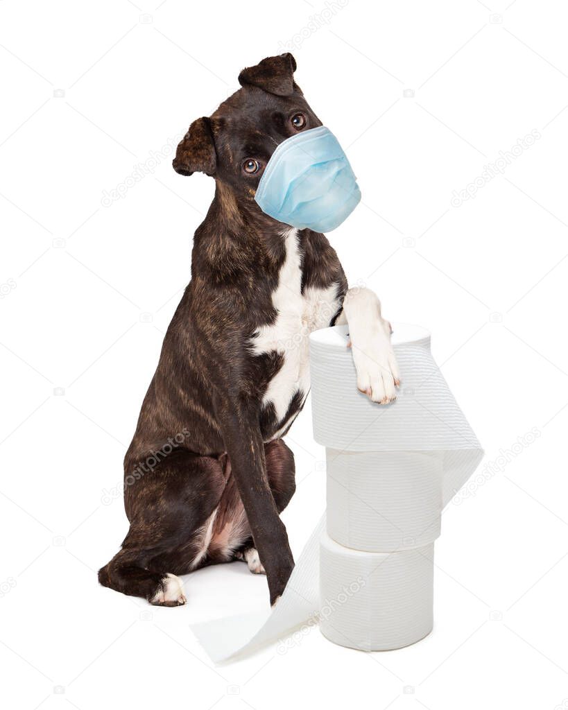 Pretty brindle coated Mountain Cur dog wearing protective surgical face mask sitting and raising one paw up on top of stacked rolls of toilet paper