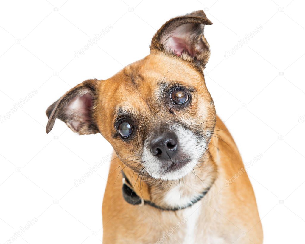 Small blind dog with cataracts and cloudy eyes tilts head and listens as he stands against white background
