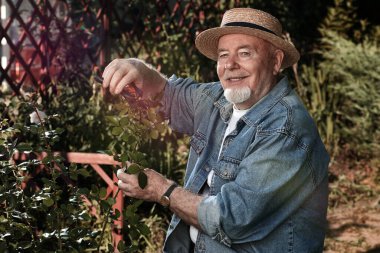 Yaşlı bir bahçıvan bahçede bir gül kesiyor. Bahçıvanlık. Kırsal yaşam.