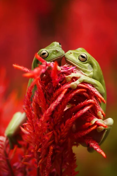 Twee Groene Kikkers Kussen Rode Bloemen — Stockfoto