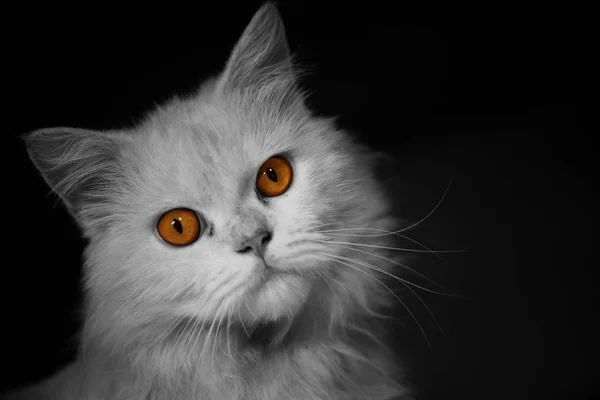 Gatto Bianco Con Occhi Arancioni — Foto Stock