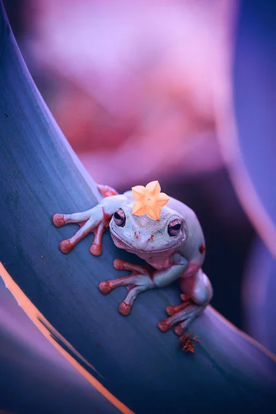Sevimli Kurbağa Ile Kafasına Sarı Çiçek — Stok fotoğraf