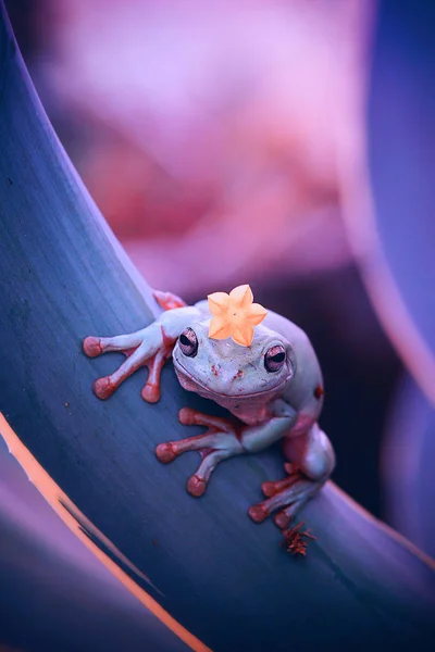 Söt Groda Med Gul Blomma Huvudet — Stockfoto