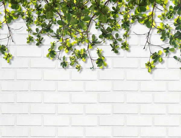 Foglia con ombra contro muro di mattoni bianchi — Foto Stock