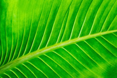 yeşil yaprak dokusu arkaplanı.