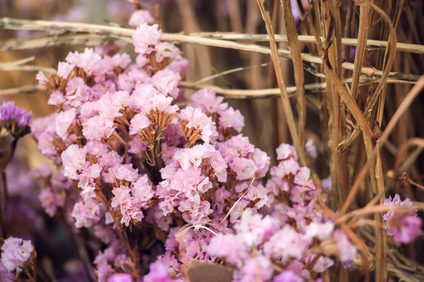 Närbild torkad blomma kan använda för bakgrund Stockfoto